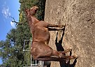 Saddlebred - Horse for Sale in Ramona, CA 92065