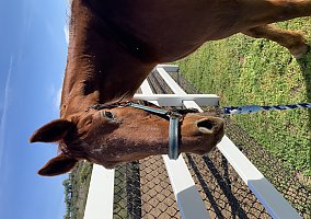 Saddlebred (Saddlebred, Gelding) in Ramona, CA