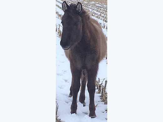 Dun Nokota Filly