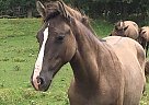 Nokota - Horse for Sale in Macomb, IL 61455 Nokota - Horse for Sale in Macomb, IL 61455