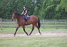 Forrest - Gelding in Le Roy, NY Forrest - Gelding in Le Roy, NY