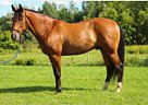 - Stallion in Caledon, ON - Stallion in Caledon, ON