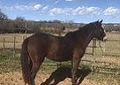 Mocha - Mare in Bastrop, TX Mocha - Mare in Bastrop, TX