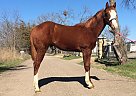 Only Quarter Horse Stallion