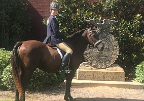Curly (Curly, Gelding) in Athens, GA