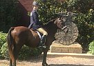 Bashkir Curly - Horse for Sale in Athens, GA 30601 Bashkir Curly - Horse for Sale in Athens, GA 30601