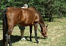 Still a Pleasure Quarter Horse Mare