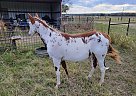 Pinto - Horse for Sale in Lampasas, TX 76550