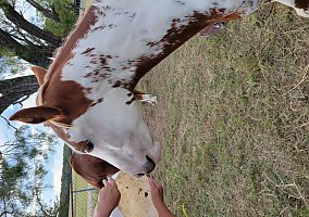 Paint (Paint, Mare) in Lampasas, TX