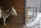 Daisy / Daffodil - Mare in Porter, TX Daisy / Daffodil - Mare in Porter, TX