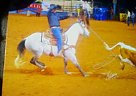 Stallion Of PG DRY Fire Quarter Horse Stallion