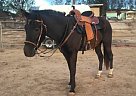 Mustang Horse Mustang Gelding