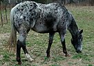 Gentle Trail Horse Appaloosa Gelding