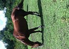 Trail Riding Mare Quarter Horse Mare
