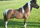 Miniature - Horse for Sale in Fultonville, NY 12072