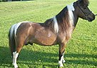 Miniature - Horse for Sale in Fultonville, NY 12072 Miniature - Horse for Sale in Fultonville, NY 12072