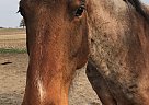 Cairo - Gelding in Peoria, IL Cairo - Gelding in Peoria, IL