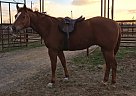 Quarter Horse Gelding for Sale in Murray, Kentucky Quarter Horse Gelding for Sale in Murray, Kentucky