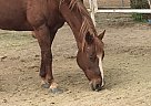 Ryley - Mare in Riverside, CA Ryley - Mare in Riverside, CA
