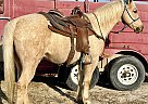 Quarter Horse - Horse for Sale in Rockdale, TX 76567-__ Quarter Horse - Horse for Sale in Rockdale, TX 76567-__