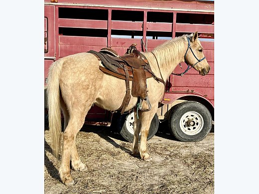 Broke  To Ride