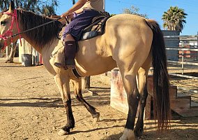 Quarter Horse (Quarter Horse, Mare) in San Diego, CA