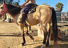 Quarter Horse - Horse for Sale in San Diego, CA 92154