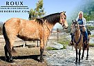 Missouri Fox Trotter - Horse for Sale in Houston, MO 65483 Missouri Fox Trotter - Horse for Sale in Houston, MO 65483