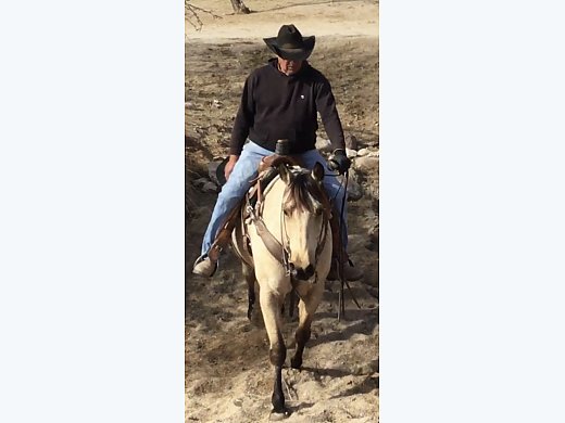 Buckskin Quite Attitude