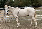 Chase - Gelding in Sterlington, LA Chase - Gelding in Sterlington, LA