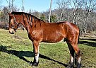 Friesian - Horse for Sale in Russellville, AR 72801