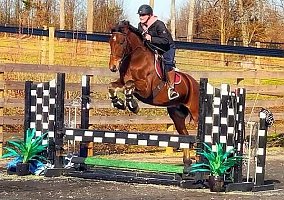 Friesian