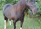 Kentucky Mountain - Horse for Sale in Plymouth, WI 53073 Kentucky Mountain - Horse for Sale in Plymouth, WI 53073
