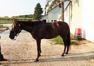 GL Mr Big Appendix Gelding