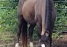 Halcyon - Mare in New Braunfels, TX Halcyon - Mare in New Braunfels, TX