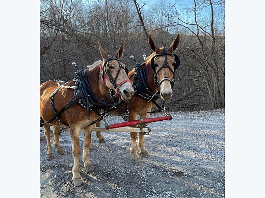 Mules