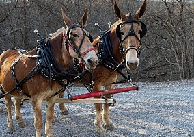 Mule - Horse for Sale in Claysville, PA 15323 Mule - Horse for Sale in Claysville, PA 15323