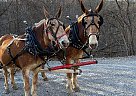 Mule - Horse for Sale in Claysville, PA 15323 Mule - Horse for Sale in Claysville, PA 15323