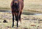 Thoroughbred - Horse for Sale in Crompond, NY 10517 Thoroughbred - Horse for Sale in Crompond, NY 10517