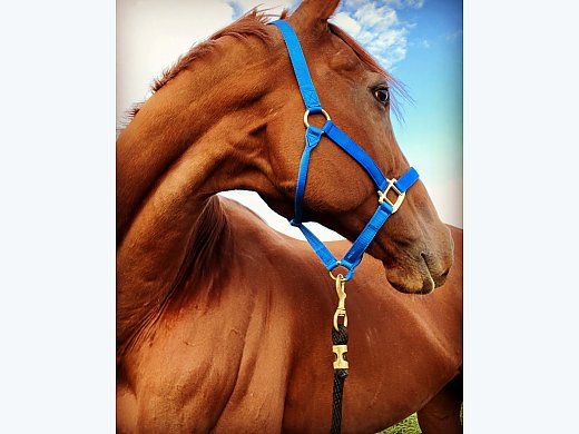 OTTB Thoroughbred Gelding