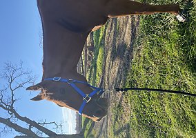 Thoroughbred (Thoroughbred, Gelding) in Dickerson, MD