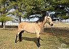 Saddlebred - Horse for Sale in Freeburg, IL 62243