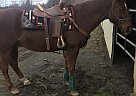 Sonny Boy - Gelding in Bellingham, WA Sonny Boy - Gelding in Bellingham, WA