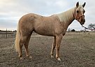TFR Little Jerry - Mare in Stephenville, TX