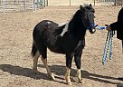 Miniature - Horse for Sale in Chino Valley, AZ 86323