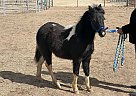 Miniature - Horse for Sale in Chino Valley, AZ 86323 Miniature - Horse for Sale in Chino Valley, AZ 86323