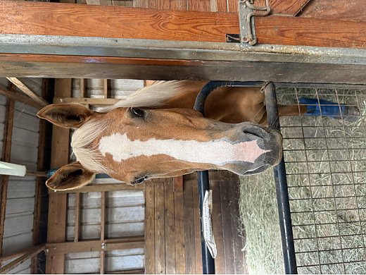 Beautiful Palomino Mare