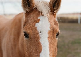 Quarter Horse (Quarter Horse, Mare) in Virginia Beach, VA