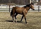 Quarter Horse - Horse for Sale in Belleville, IL 62220