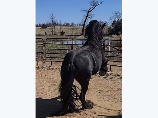 Friesian for Stud Service